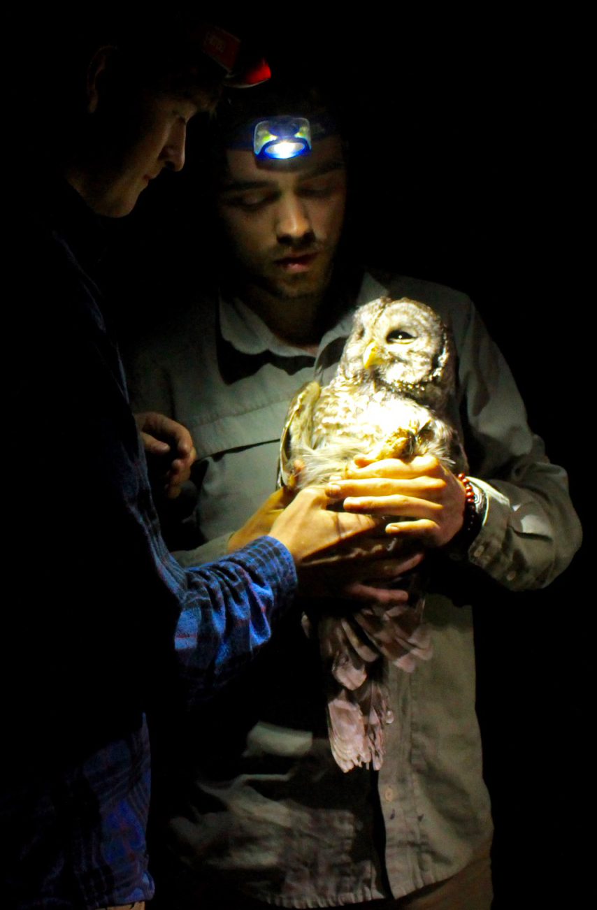  Connor Wood handing a male barred owl to a technician